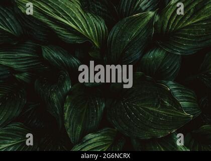 Deep green leaves in the spring garden Stock Photo
