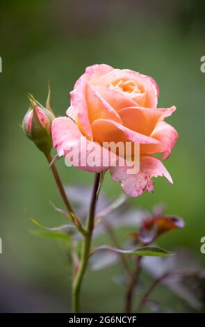 Focus stack detail of orange rose flower with blurred background Stock Photo