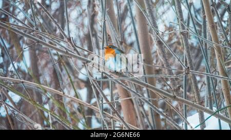 Robin in winter Stock Photo