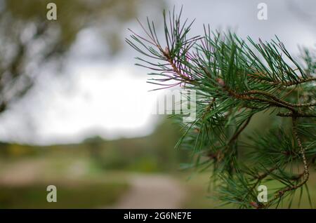 Young ovary cones of cedar, pine and larch on branches with needles, spring photo of the period of active growth - photo. Stock Photo