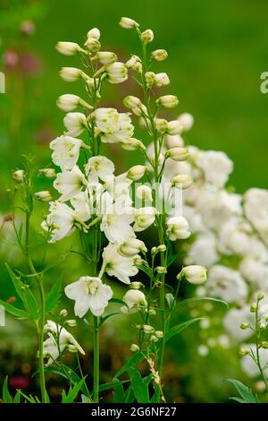 A white Delphinium in the Viking Friluftslive Garden at the Hampton Court Palace Garden Festival 2021, Surrey, UK Stock Photo