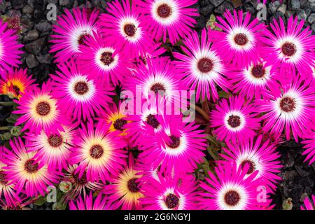Livingstone daisy (Cleretum bellidiforme or Mesembryanthemum criniflorum or Dorotheanthus bellidiformis) flowers Stock Photo