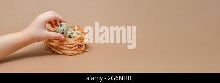 Natural colored quail eggs in the hands of a child, copy space. Easter theme. Quail eggs in a nest on a uniform background. Stock Photo
