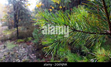 A sprig of pine in a spider web and dew drops. Close-up of wet pine branches. Dew drops hang on needles and cobwebs. Early foggy morning in a summer f Stock Photo