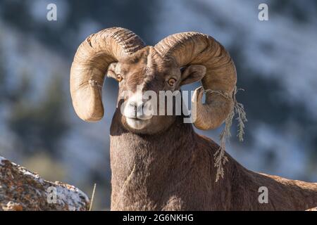 Bighorn ram just after thrashing some sage brush during the mating season in Yellowstone National Park. Stock Photo