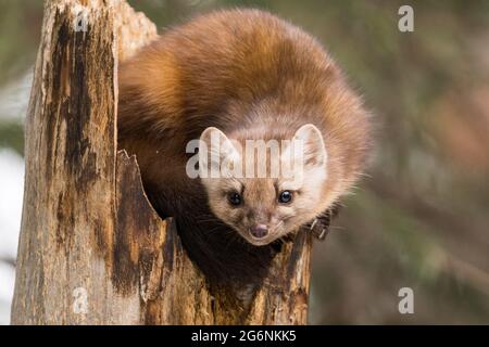 American Marten perched on a tree stump in Yellowstone National Park. Stock Photo