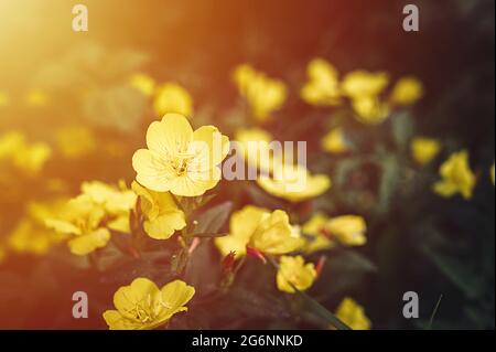 oenothera biennis or donkey or evening primrose yellow flower bush in full bloom on a background of green leaves and grass in the floral garden on a s Stock Photo