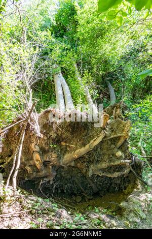 A tree that has fallen by its roots during a thunderstorm lies in the forest Stock Photo