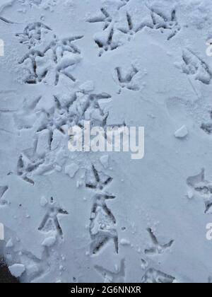 close up of wild turkey footprints in winter snow detailed Stock Photo