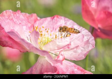 Honey bee landing on a pink flower.  It's legs covered in yellow pollen. Stock Photo