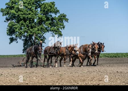 Ronks, Pennsylvania, USA-June 17, 2021: Amish farmer uses a team of horses to plow his Lancaster County field for planting. Stock Photo