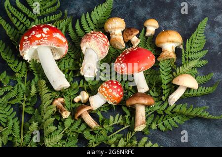Non-edible poisonous forest mushrooms and fly agarics on the background of fern leaves Stock Photo