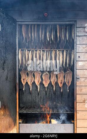 Freshly caught sea fish is smoked in smokehouse. Stock Photo