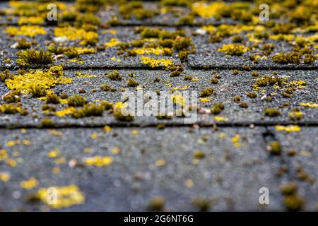 close up of roofing felt overgrown with moss Stock Photo