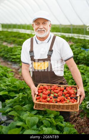 Portrait of mature man in uniform holding wicker basket full of sweet fresh strawberries. Professional gardener standing at outdoor greenhouse. Harvesting concept.  Stock Photo