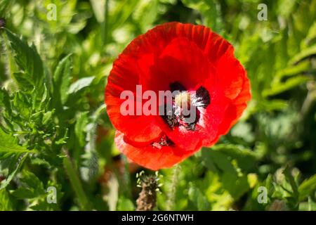 Close-up of wild red poppy Stock Photo