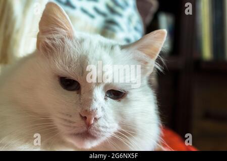 Close-up photo of a short haired white cat Stock Photo