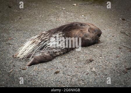 Hystrix cristata porcupines lying on the ground Stock Photo