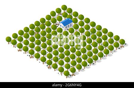 Nature forest landscape of isometric illustration with green tree, grass Stock Vector