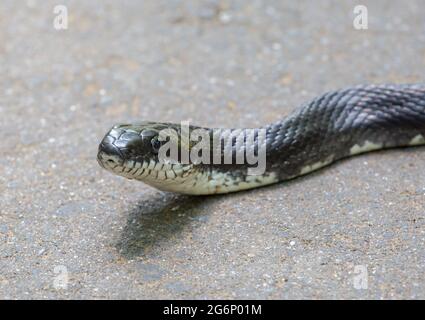 Closeup profile of an eastern (black) rat snake Stock Photo