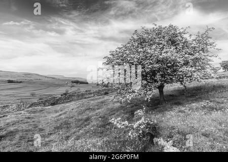 Pleasant scenery of flowering  Hawthorn trees at the triple SSSI site of Wharf and Oxenbur Wood near the village of Austwick in the Yorkshire Dales NP Stock Photo