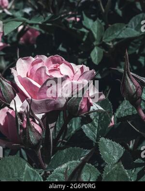 Single pink rose blossom on a rose bush in the spring Stock Photo