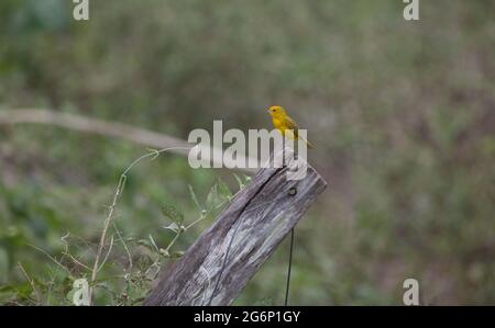 Yellow Saffron Finch (Sicalis flaveola) sitting on tree stump Transpantaneira, Pantanal, Brazil. Stock Photo