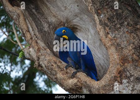 Closeup of blue Hyacinth macaw (Anodorhynchus hyacinthinus) in empty tree hollow Transpantaneira, Pantanal, Brazil. Stock Photo