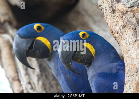 Closeup two blue Hyacinth macaws (Anodorhynchus hyacinthinus) nesting in tree hollow Transpantaneira, Pantanal, Brazil. Stock Photo