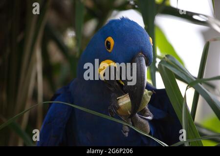 Closeup portrait of blue Hyacinth macaw (Anodorhynchus hyacinthinus) eating fruit Transpantaneira, Pantanal, Brazil. Stock Photo