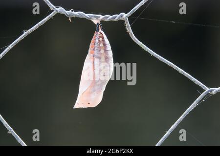 Newly formed Chrysalis of Australian Leafwing Butterfly (Doleschallia bisaltide)  on fence. Photographed at Cow Bay, Daintree, Far North Queensland, A