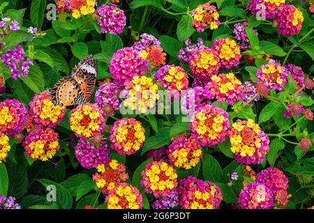 Pink and yellow Lantana Camara Flowers  Orange butterfly feeding on flower. Stock Photo