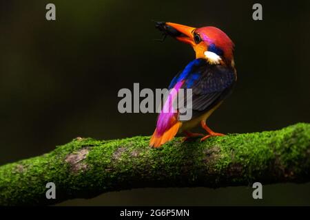 MUMBAI, INDIA - JULY 7: Oriental Dwarf Kingfisher perched on a tree branch with a kill in its mouth to feed the new-born babies near Panvel on July 7, 2021 in Mumbai, India. ODKF are the most colorful birds found in India and they are endemic to the Western ghats. Earlier, one had to travel to the Konkan region to see these beauties, but now they fly beyond Konkan region come very close to Mumbai. They migrate from Sri Lanka during their breeding period in the month of June, during which they visit Konkan region of Southwest India. Also now one can spot them during breeding period near Mumbai. Stock Photo