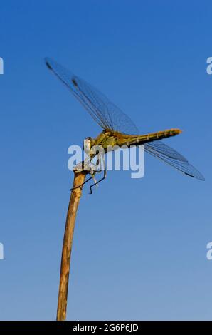 Violet Dropwing (Trithemis annulata) against blue sky Stock Photo