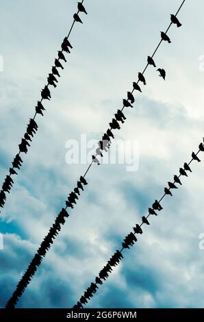 Common starlings (Sturnus vulgaris) perching on power lines Stock Photo