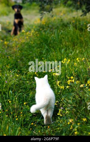 Rear view of a white cat standing in a field opposite a black dog in the distance Stock Photo