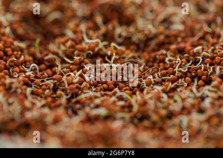 Close up of Finger Millet (Ragi) or kodo or Eleusine coracana Seeds . An ancient cereal crop grown in Africa and Asia. Stock Photo