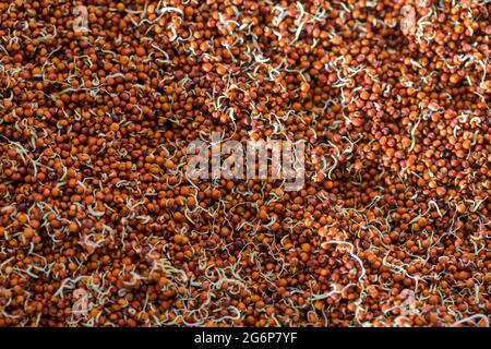 Close up of Finger Millet (Ragi) or kodo or Eleusine coracana Seeds . An ancient cereal crop grown in Africa and Asia. Stock Photo