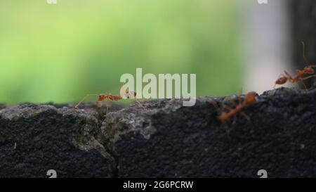 Close up shot of orange color ants walking on wall with blurry background Stock Photo