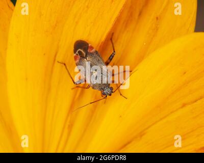 Miridae bug on flower petals Stock Photo