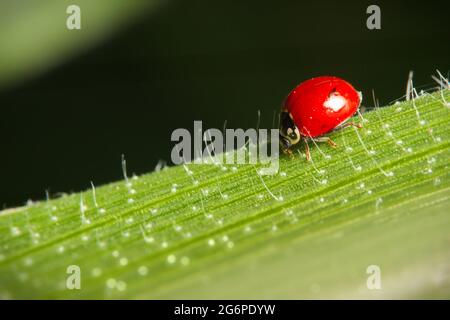 small red ladybug on green leaf Stock Photo