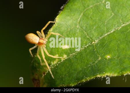 small white spider on green leaf closeup macro Stock Photo