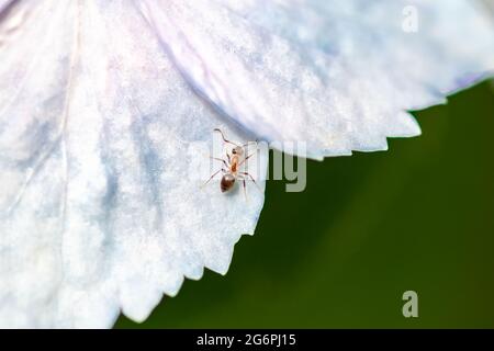 Ant, Dolichoderus quadripunctatus, walking on a white flower in spring Stock Photo