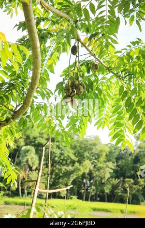 spondias mombin fruit on tree branch, new image Stock Photo