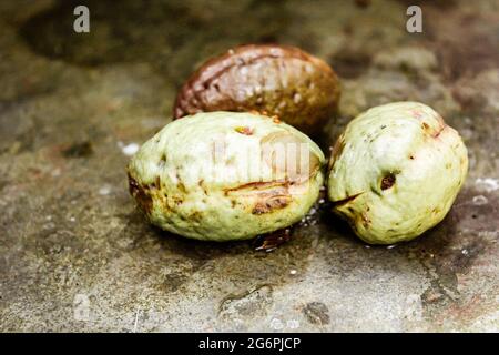 Tropical fruit of nut, asian jungle nut Stock Photo