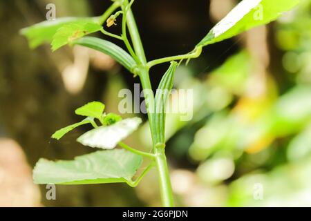 Photography of jute plant fruit in nature, new jute plant stock image. Stock Photo