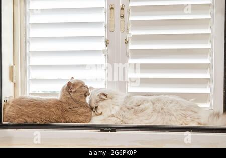 British shorthair gray cat and white British longhair cat are sitting on the window Stock Photo
