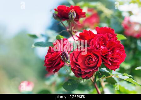 Rose floribunda 'Rotilia' - crimson-red flowers, medium-sized, cupped, double, 40-45 petals in one flower, flower diameter 5cm. Stock Photo