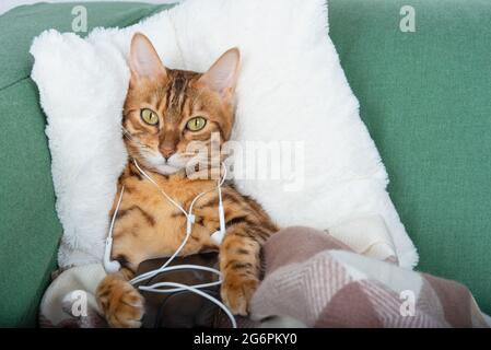 Bengal cat in headphones listens to music while lying on the couch Stock Photo