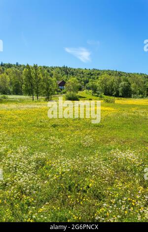 beautiful summer rural landscape with a blossoming meadow and the blue ...